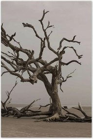 Poszterek 80x120 Fa Kilátás