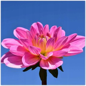 Poszterek 30x30 Dália