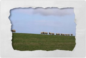 Poszterek 60x40 Juh legeltetés Bárányok