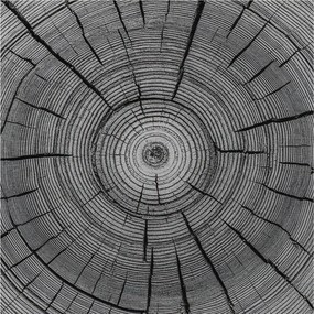 Divatos Flizelin tapéta 3D ragasztóval Fali Erdei harmónia 250x250 Ragasztó