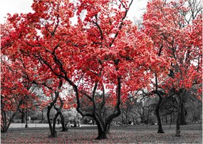 Kép - vörös fák, Central Park, New York (70x50 cm)