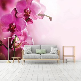 Fotótapéta - Orchidea (152,5x104 cm)