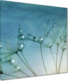 Vászonkép 80x80 Pitypang Virág Virágok