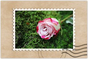 Poszterek 90x60 Rózsa Virág Virágok Rózsa