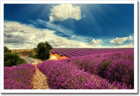 Poszterek keretben 60x40 Levendula tájkép
