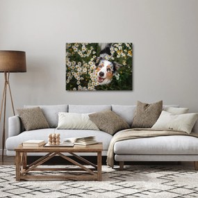 Kép - Ausztrál juhászkutya (70x50 cm)