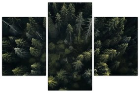 Kép - Forest (90x60 cm)