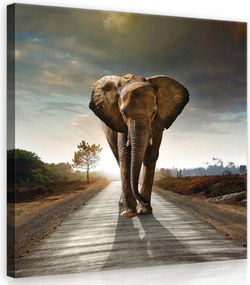 Vászonkép 40x40 Elefánt út naplemente vad természet magány ég fény