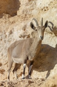 Poszter 56,6x86,4cm Nubiana Ibex 7, Assaf Frank