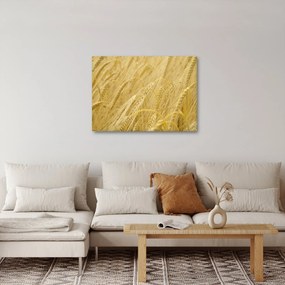 Kép - Árpa (70x50 cm)