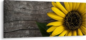 Kép - Napraforgó virága (120x50 cm)
