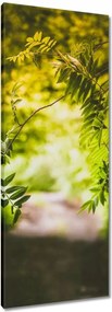 Vászonkép 40x100 Zöld levelek Levelek