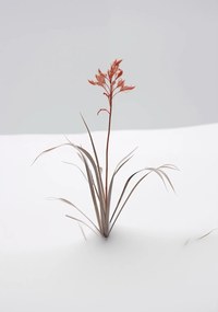 Poszter 70x100cm A természet finomsága