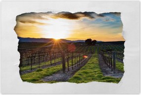 Poszterek 120x80 Szőlőbirtok Tájkép