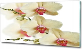 Fotó vászonkép edzett üveg Orchidea 100x70