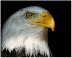 Poszterek 50x40 Fehér amerikai madár