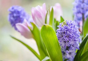 Poszter 66,5x46,5cm Jácint és tulipánok közelkép, Assaf Frank