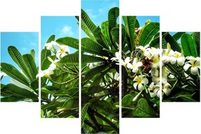 Kép - Plumeria (150x105 cm)