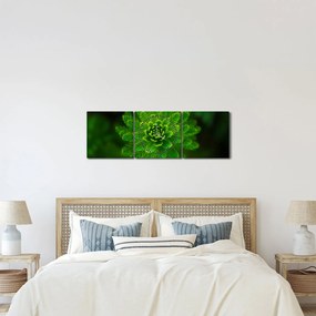 Tűlevelű képé (órával) (90x30 cm)