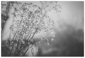 Kép - Mező az eső után (90x60 cm)