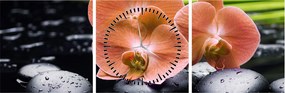 Kép - Narancssárga orchidea pálmalevelekkel (órával) (90x30 cm)