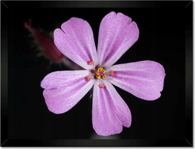 Poszterek keretben 40x30 Nőnap Ajándék Love