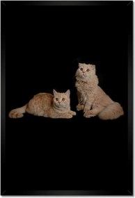 Poszterek keretben 40x60 Vörös brit macskák