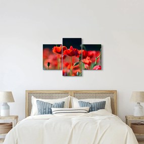 Kép - pipacsok (90x60 cm)