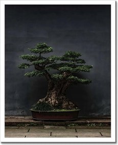 Poszterek keretben 40x50 Bonsai Fa Kultúra