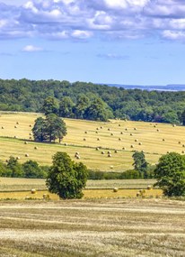 Poszter 20,5x28,4cm Szénaláb a mezőkön, Assaf Frank