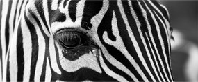 Zebra képe (120x50 cm)