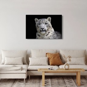 Kép - Snow Leopard (90x60 cm)