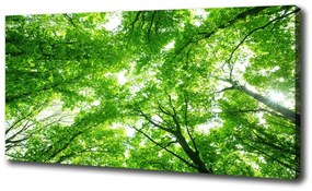 Vászonkép nyomtatás Zöld erdő oc-103615746