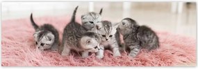 Fotótapéták 312x104 Cica Cicák
