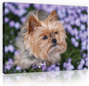 Vászonkép 100x75 Kis kutya terrier lila virágok portré természet aranyos