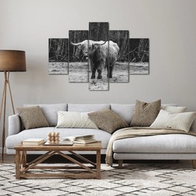 Kép - Skót tehén 3, fekete-fehér (150x105 cm)