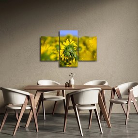 Napraforgó képe (90x60 cm)
