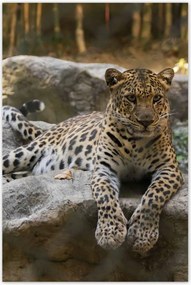 Poszterek 80x120 Leopárd