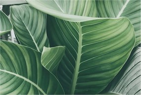 Flizelin tapéta Flizelin fali Prémium Zöld nyugalom 104x70 Ragasztó