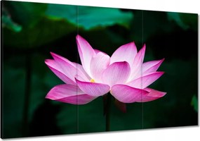 Festmények 120x80 Lótuszvirág