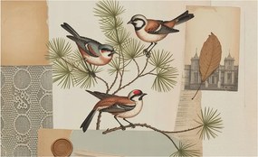Flizelin tapéta falra Prémium Madarak collage 416x254 Ragasztó
