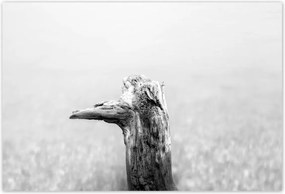 Poszterek 155x105 Tengerpart Gyökér Homok