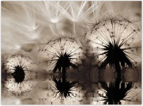 Poszterek 135x100 Pitypangok szépia papírsárkányok