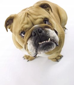 Poszter 68x101cm Brit bulldog fehér alapon 2, Assaf Frank