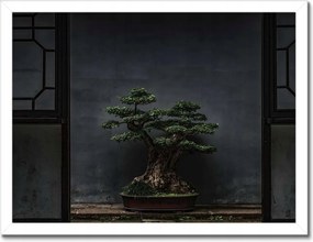 Poszterek keretben 40x30 Bonsai Fa Kultúra