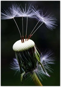 Poszterek 70x100 Pitypang Virág Virágok