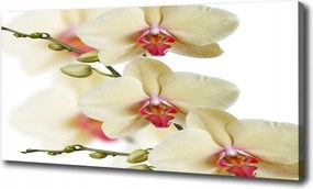 Canvas falikép Orchidea 120x60 cm