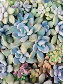 Fotótapéta Pozsgások vinil textúra természet 184x254 +ragasztó