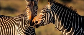 Kép - Két zebra (120x50 cm)