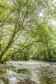 Poszter 61x91,5cm Tó az erdőben, Assaf Frank